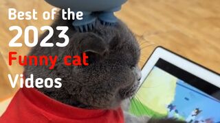 CAT LOVERS 1 - BEST OF THE 2023 FUNNY CAT VIDEOS