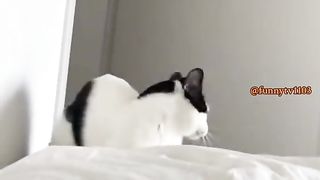 Mega Funny Cats