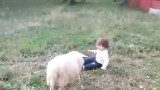 Sheep playing happily with children