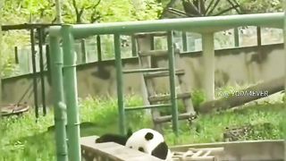 Too stupid panda