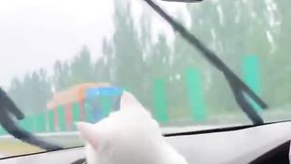 A cat synchronizing the rhythm with the car Fiper