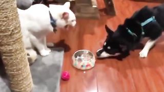 dog surprised by cat