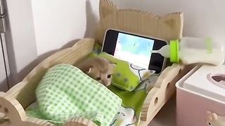 kitten watching anime