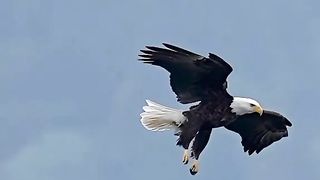 "Natural Beauty: Eagles Eat Fish"