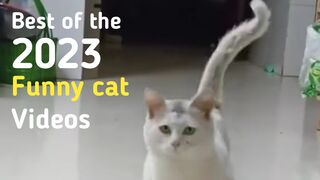 CAT LOVERS 2 - BEST OF THE 2023 FUNNY CAT VIDEOS