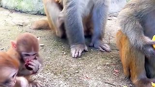 Animals 57