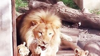 The Lion King 11