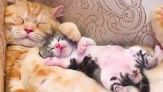cute kittens.