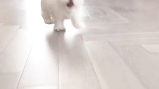 Beautiful little dog.