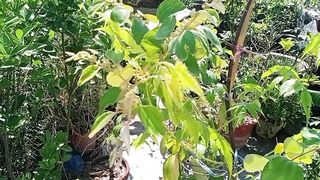 ہمارے نئے پودوں کی گروتھ دیکھیں