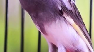 KENARI GACOR NGEROL PANJANG SATU NAFAS _ MASTERAN KENARI _ PANCINGAN KENARI(720P_HD).