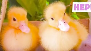 cute monkey saving in duck parachute