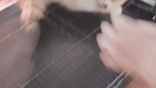 My Cat Angry