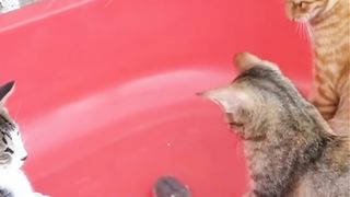 Funy video 39