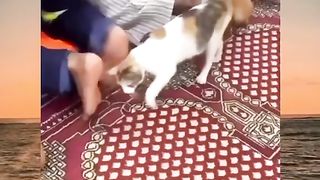 This cat disturbed people who were praying, so the people praying lifted their feet because they sniffed the cat.