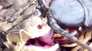 Animals 58