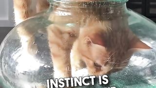 Proof that cats are liquid ❤️????