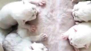 Mother cat is troublesome????