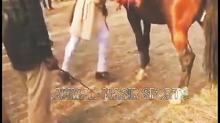 Horse lovEr75#horse #horsesofviral f #fyp #foryou# 2