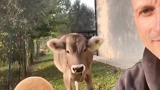 Cows like donuts???