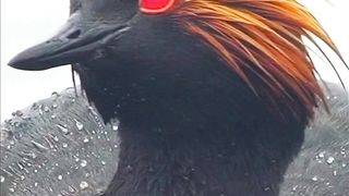 Most Beautiful Birds 58 | Beautiful Nature Video | Meditation | #nature #febspot