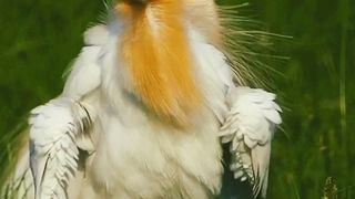 Most Viral Video | Most Beautiful Nature | Most Beautiful Birds 59 | #viral #nature #febspottrends