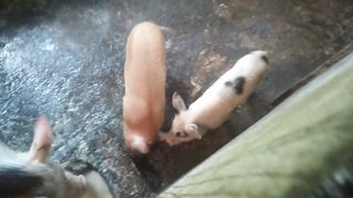 PIGGGGGGG????