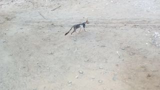 Its funny kitten