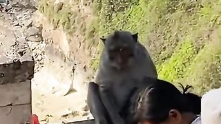 Woman in Bali negotiates monkey to give her phone back