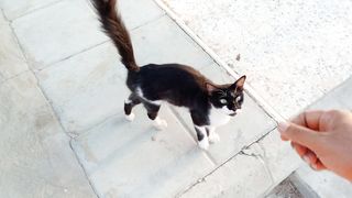 This cat is an amazing pet animal