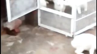 خوبصورت