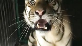 The ferocity of the Sumatran tiger seen up close