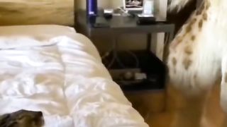 Pets & Animals