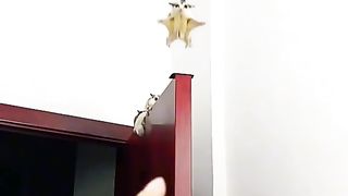 Pets & Animals 2