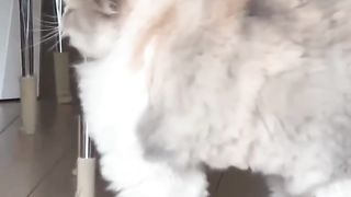 Cute animals and funny animals pest 2