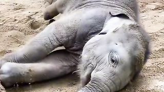 Pets & Animals 5