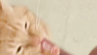 Funny cat 233