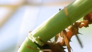The Army Ants.