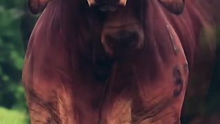 Beautiful Bull in the world ????????????????