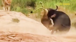 shocking-moments-when-painful-lions-are-attacked-and-tortured