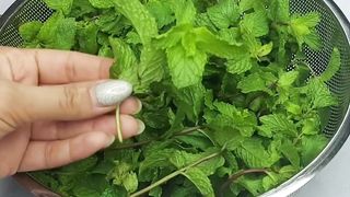 سالم ترین روش عرقگیری گیاهان معطر
