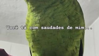 parrot and longing.