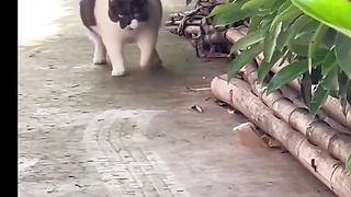 Big Cat