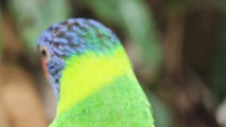 Cute Parrots Chirps and Charms - Delightful and Intelligent Birds.