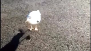 Dancing Seagull