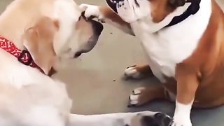 Funny Dog Viral Video 25