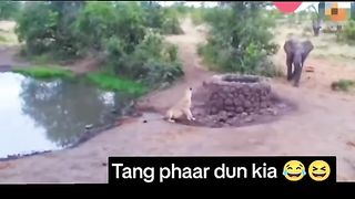 Funny Elephant Vs Lion Viral Video