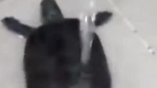 Funny videos 418