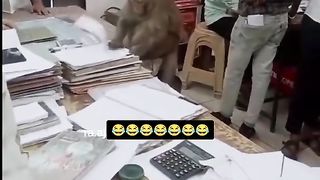 Funny Monkey Viral Video 51