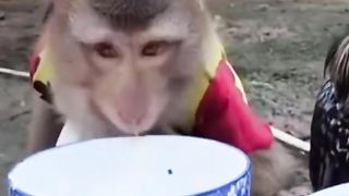 Funny Monkey Viral Video 46